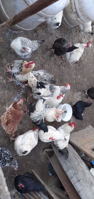 Vând găini cu 100 lei buc.
