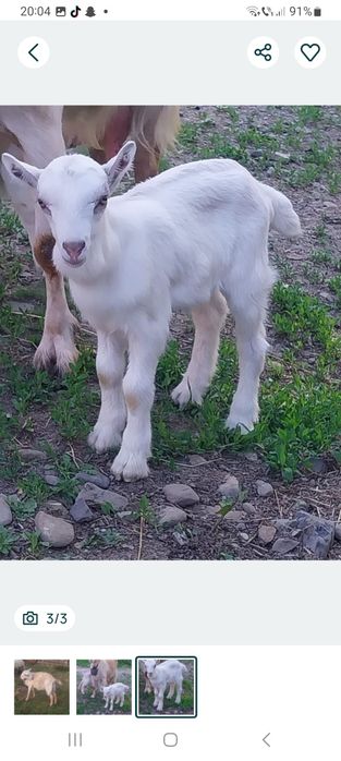 Vând capră foarte bună de lapte sau schimb cu oi breze