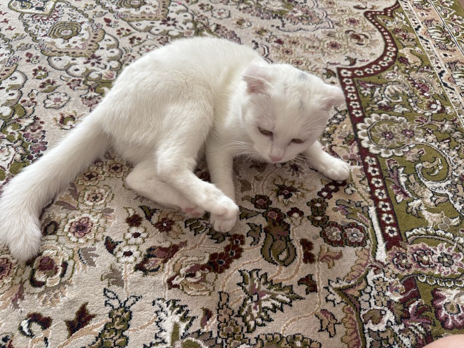 Шотландская вислоухая кошка, 1 год, с принадлежностями