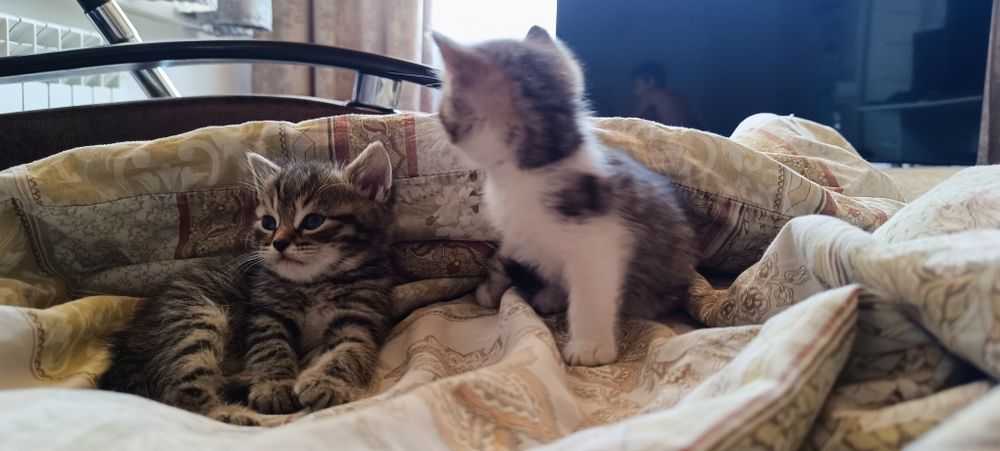 Отдам котяток в добрые руки