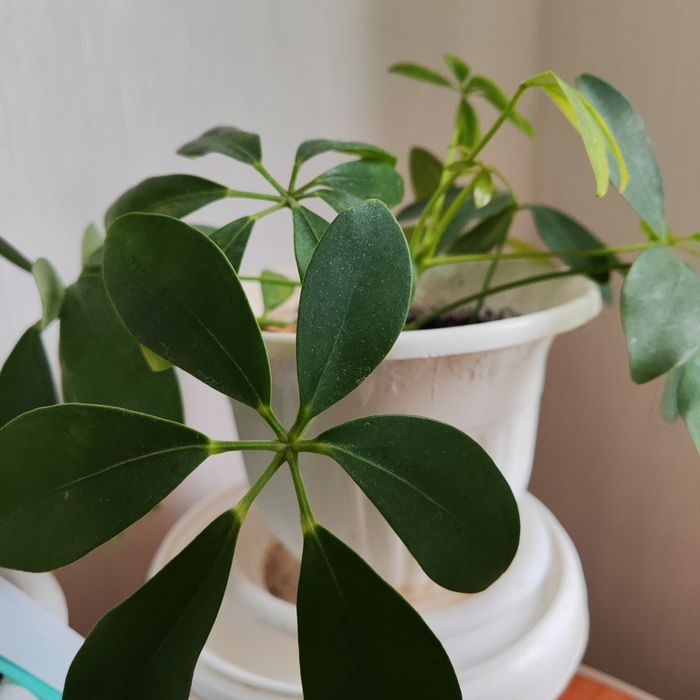 Продам комнатные цветы не дорого,