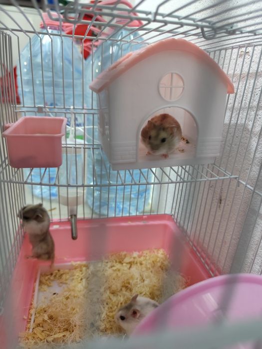 3 hamsteri + cușca cu toate accesoriile