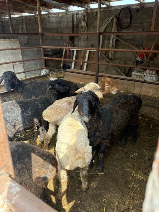 Қойлар сатылады Срочнаа Тараз қаласы