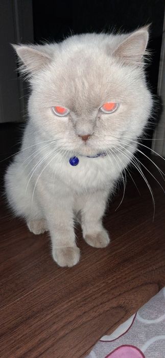 Сиамский мушук яхши кулларга берилади