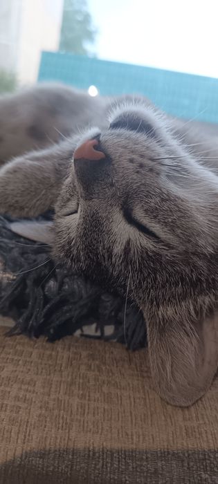 Кошечка в добрые руки