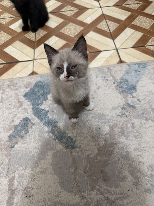 Котенок қара және сиамский