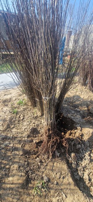 Саженцы плодовых деревьев