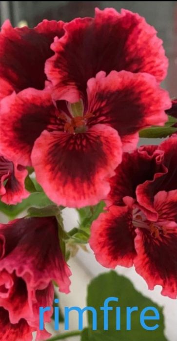 Продам комнатные пеларгонии