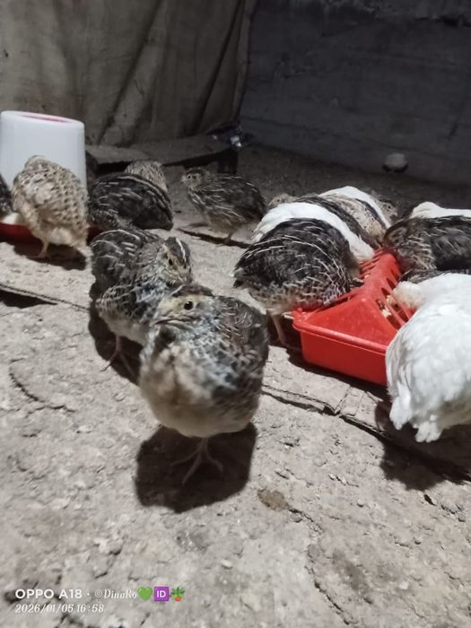 Продается перепелята