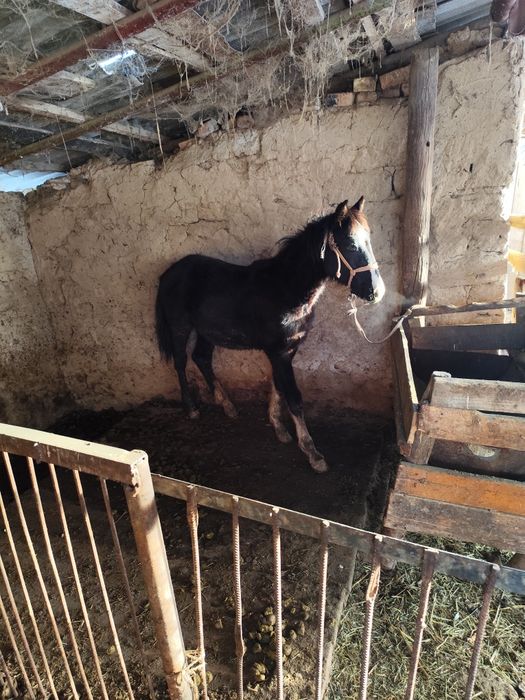 Еркек таи сатылады