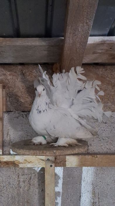 INDIENI Voltati indieni