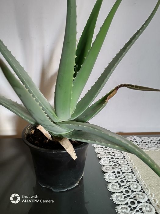 Vind Aloe Vera originară