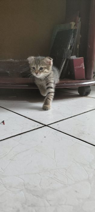 Продаются котята