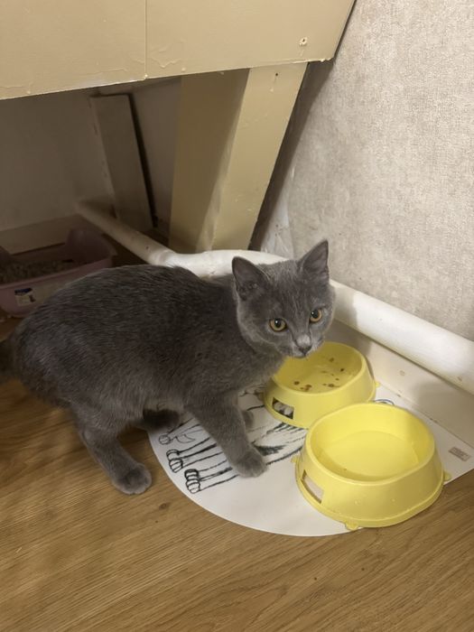 Продам британского котенка