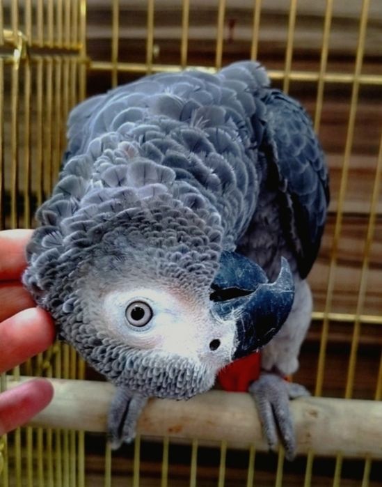 Папугай жако вместе с клеткой.