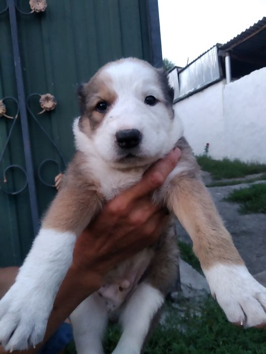 продаются щенки алабая