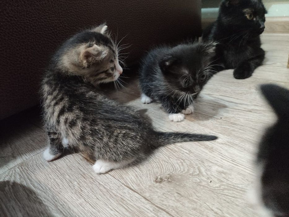 отдам котят даром