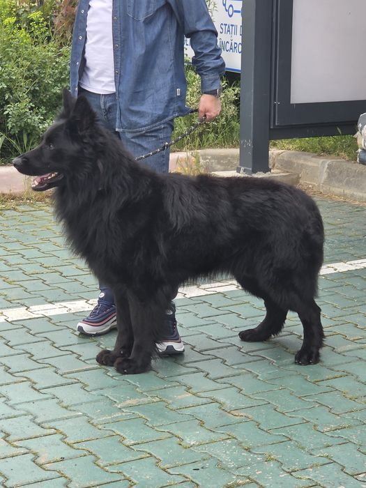 Ciobanesc german linie de lucru cu par lung femela
