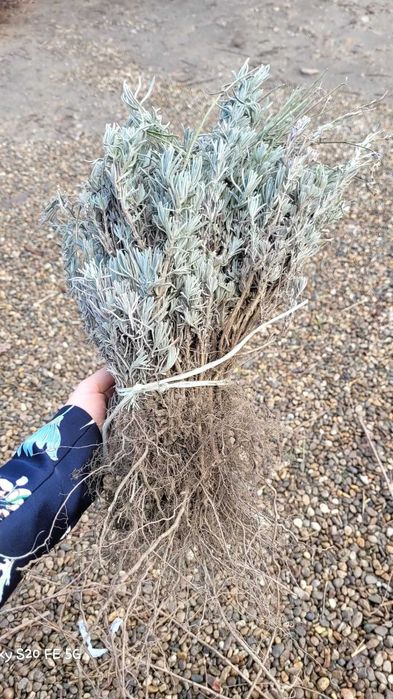 Lavanda.Trandafiri.Coacaz.Castan.Afin.Nuci.Baloti fan;Lucerna min TIR>