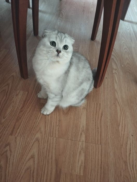 Котята шиншилла серебро