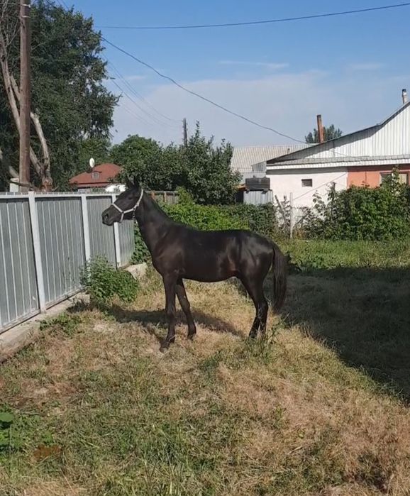 Продам тайчика ручной