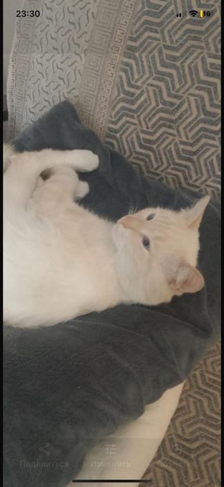 Пропали два кота