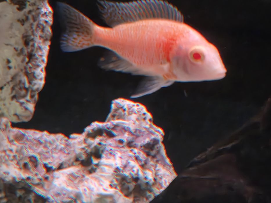 Аулонакара Красная орхидея альбино