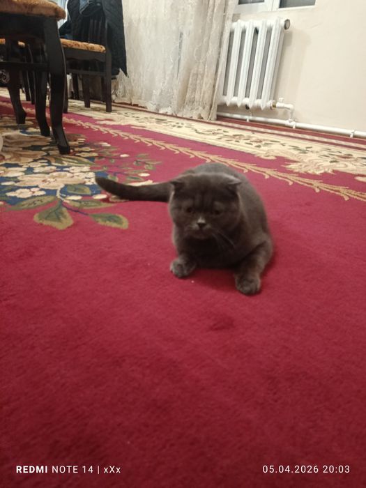 Чистокров на я шотландка