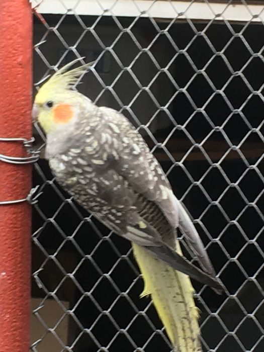 Продават се пауни,папагали