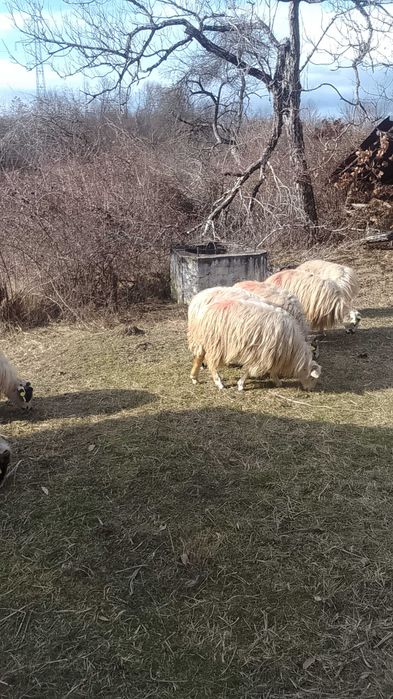Vând oi tarnova cs 800lei bucata