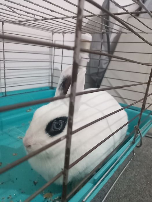 Продам кролик приручин