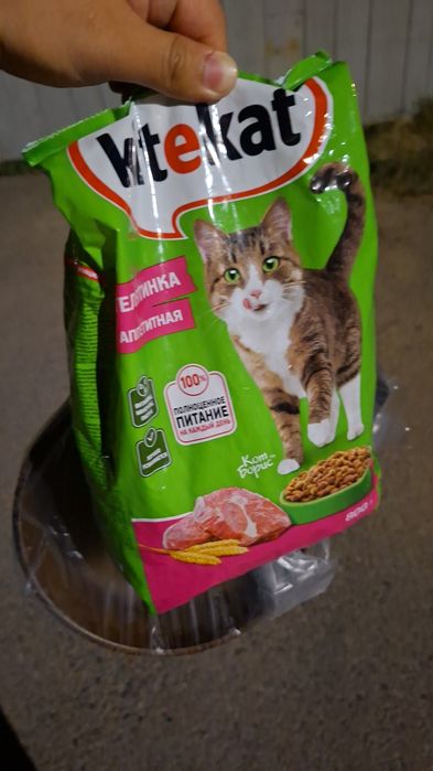 Котята на хорошие руки