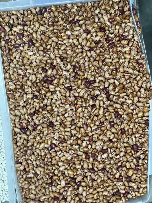 Fasole pestriță pestrita