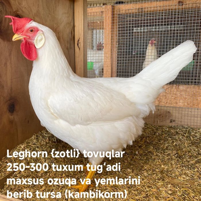 Tovuqlar olamiz !!! товук оламиз