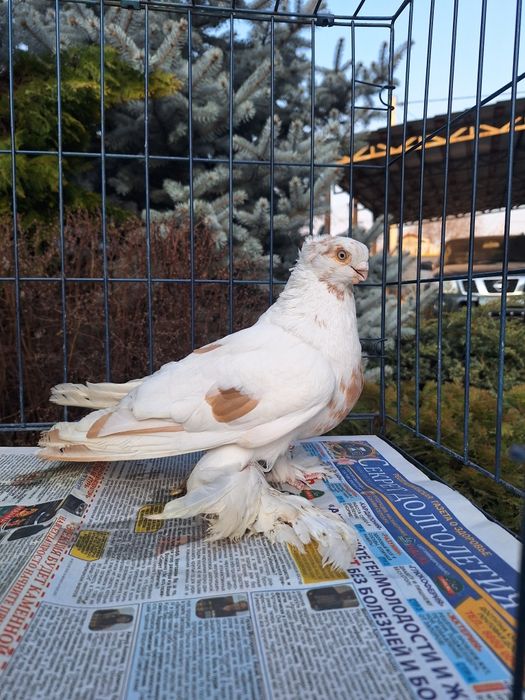 Продам самца 2025 по гульбадамам