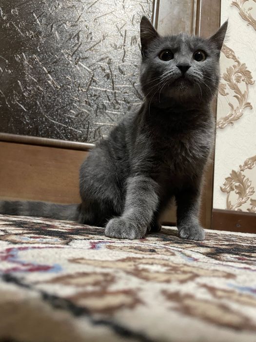 Zotdor mushuk (skottish fold)