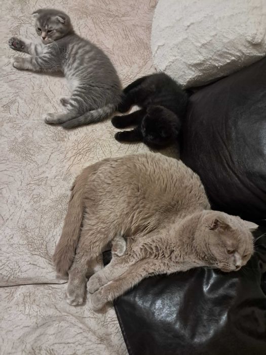 Британско късокосместо коте