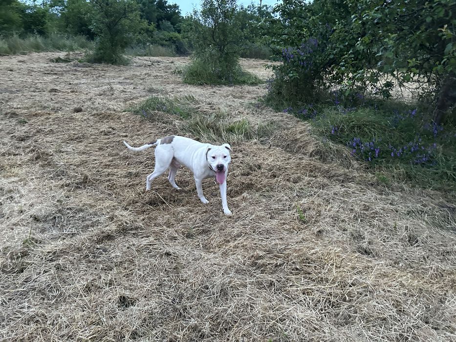 Donez Amstaff Cuminte