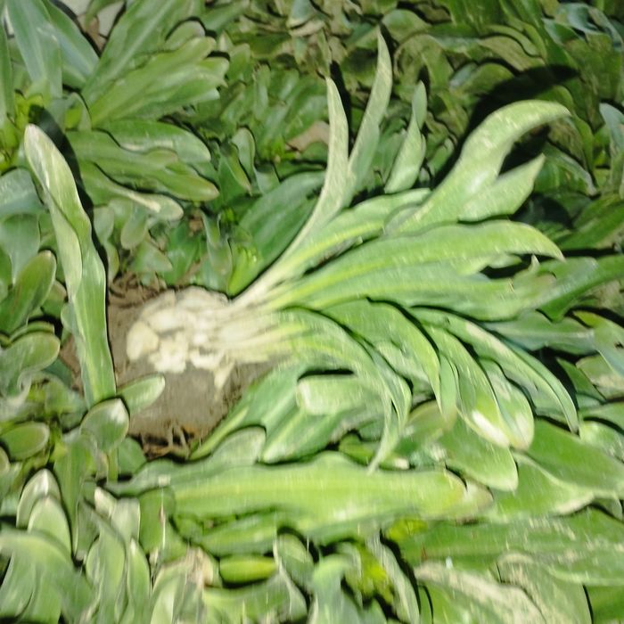 Лиля гули пиёзи сотилади хушбу́й хидлик