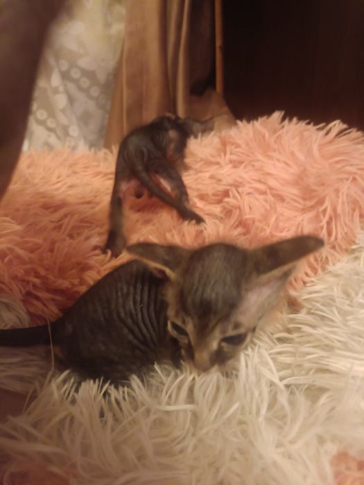 Продам котят донского сфинкса.