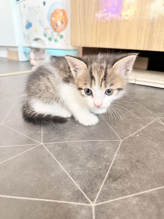 Котята отдам даром город Алматы
