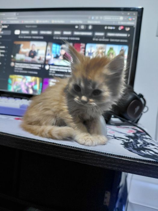 пол мейн-кун отец персидская кошка