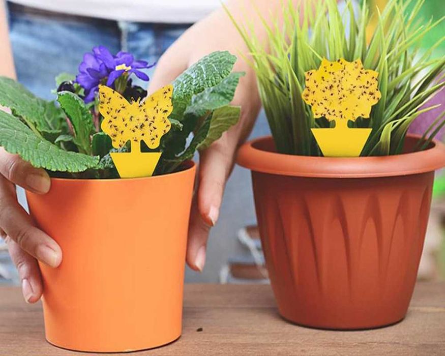 Set 12 capcane adezive insecte si daunatori plante ghiveci galben