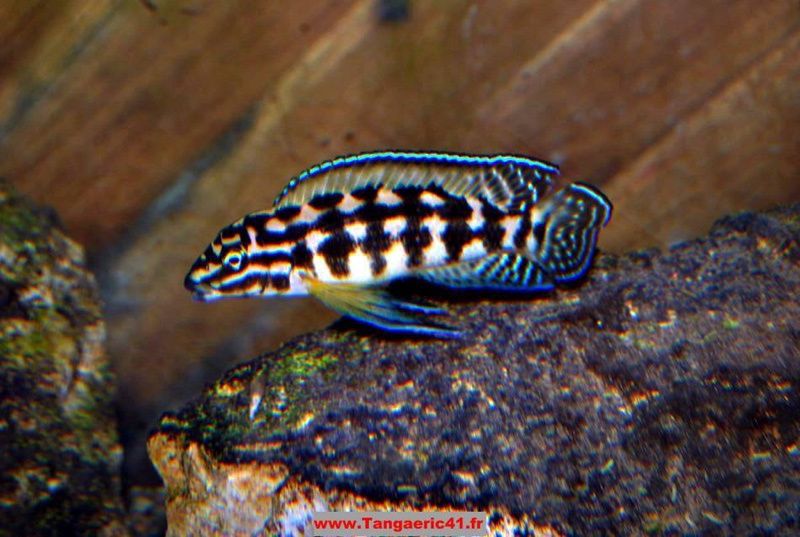 Julidahromis turlari harhil