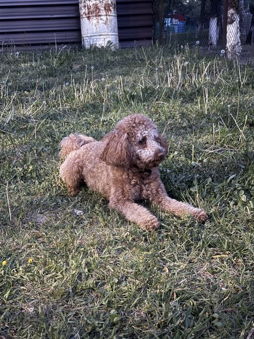 Pudel pitic cu pedigree