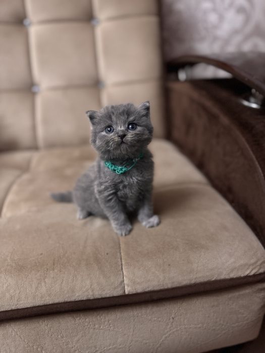 Продаю срочно  скоттиш страйт мальчик