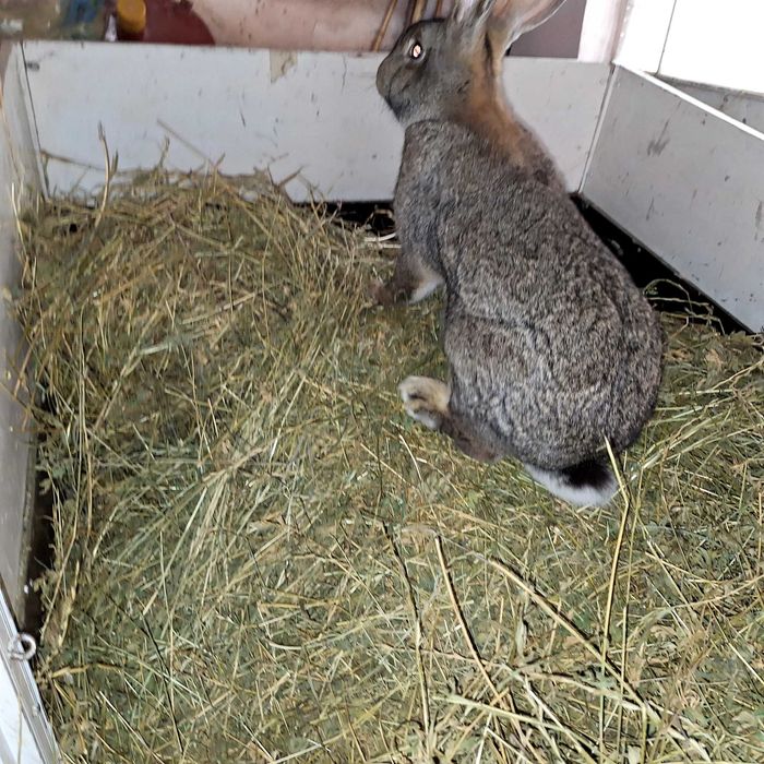 Vând iepuri urias german