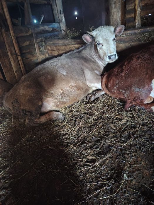 Продам быка и тёлку!