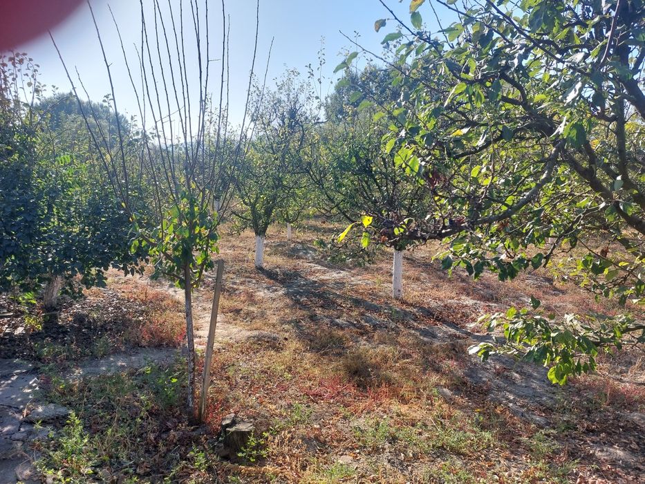 Парцел с овощна градина