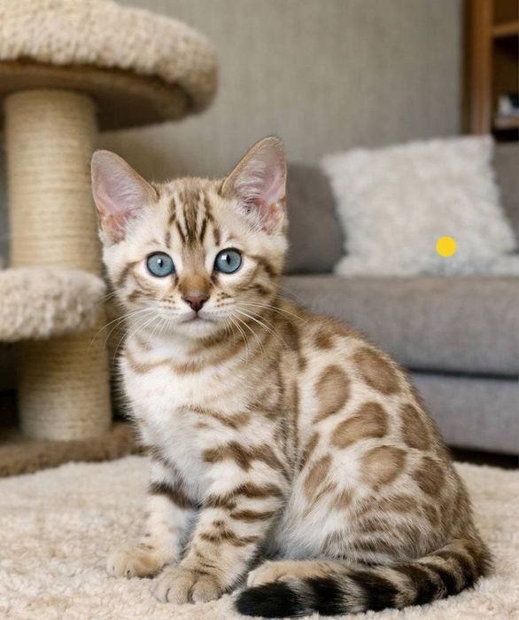 Бенгальские котята